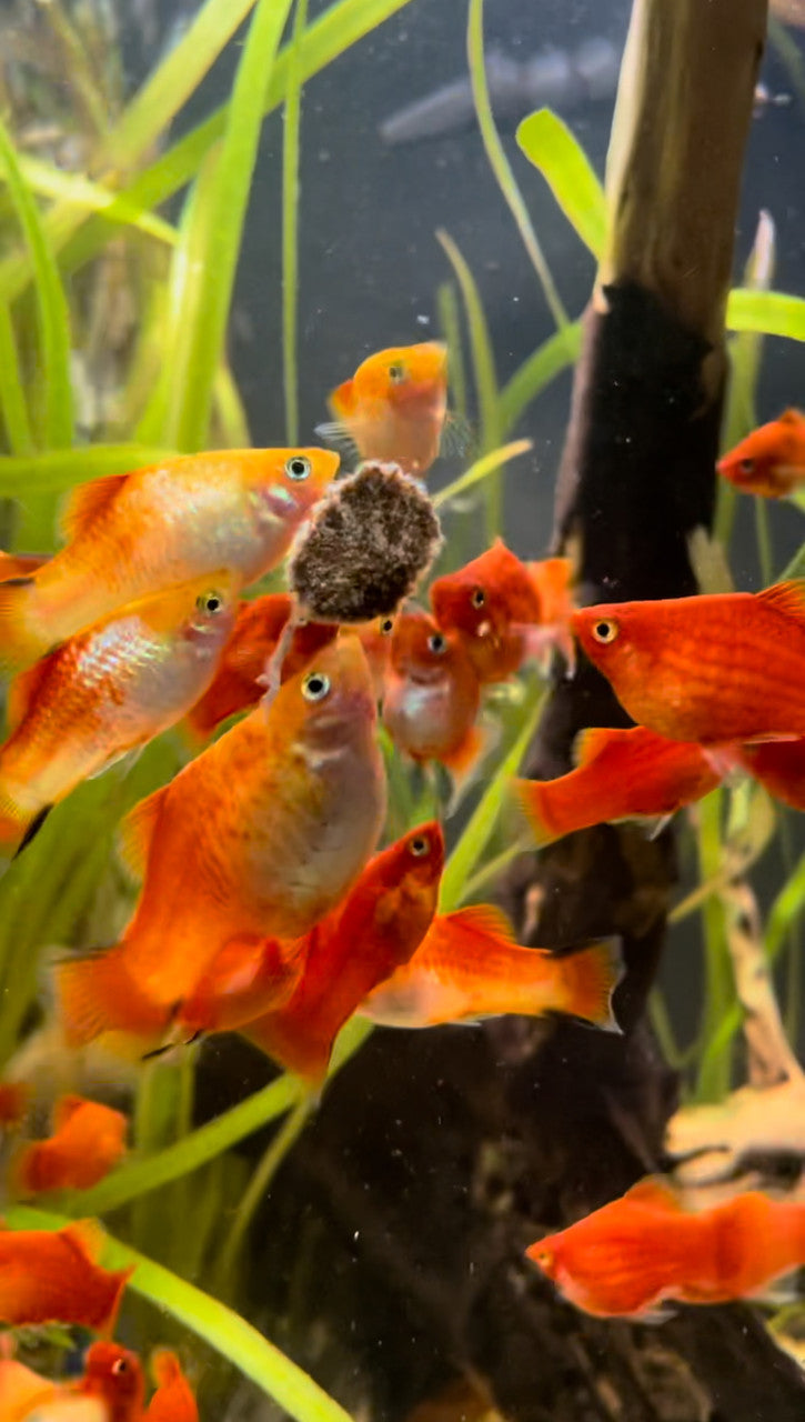 Premium Freeze Dried Tubifex Worm Cubes With Microalgae