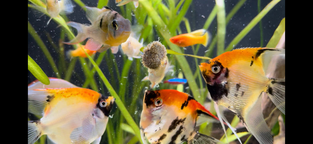 Premium Freeze Dried Tubifex Worm Cubes With Microalgae