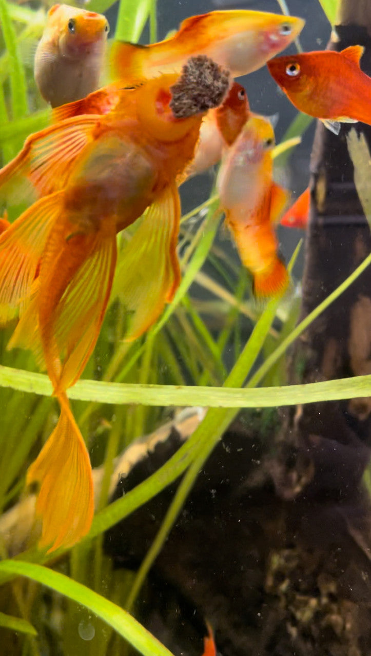 Premium Freeze Dried Tubifex Worm Cubes