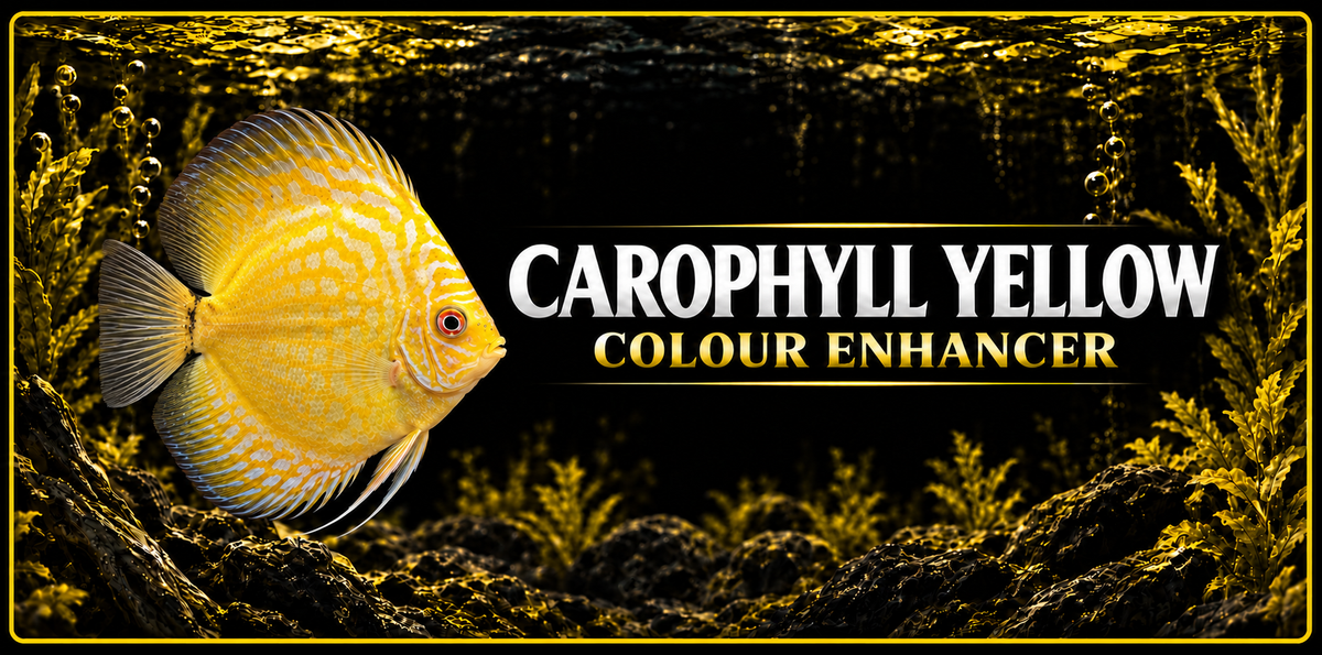 Carophyll Yellow Colour Enhancer 50 grams