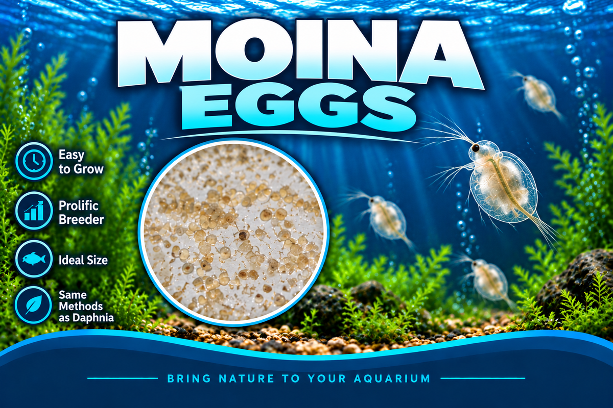 Moina Eggs 100+