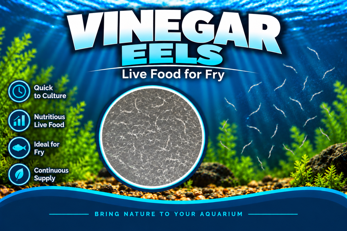 Vinegar Eel Starter Culture