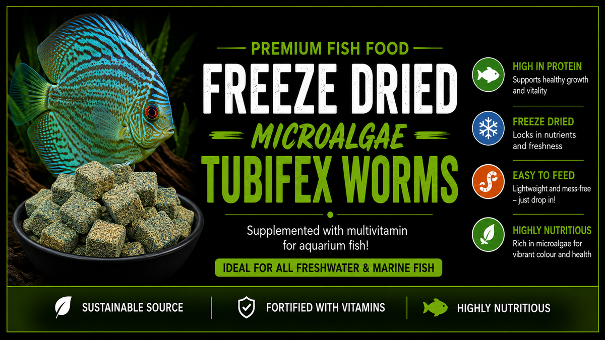 Premium Freeze Dried Tubifex Worm Cubes With Microalgae