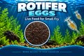 Rotifer Eggs