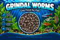 Grindal Worm Starter Culture