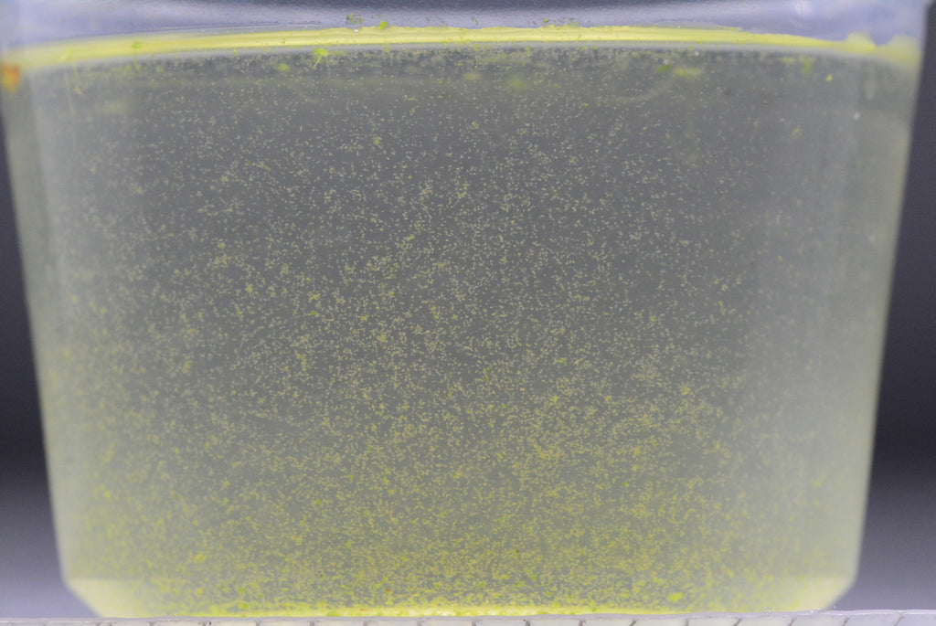 Rotifer Eggs