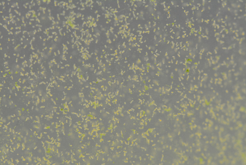 Rotifer Eggs