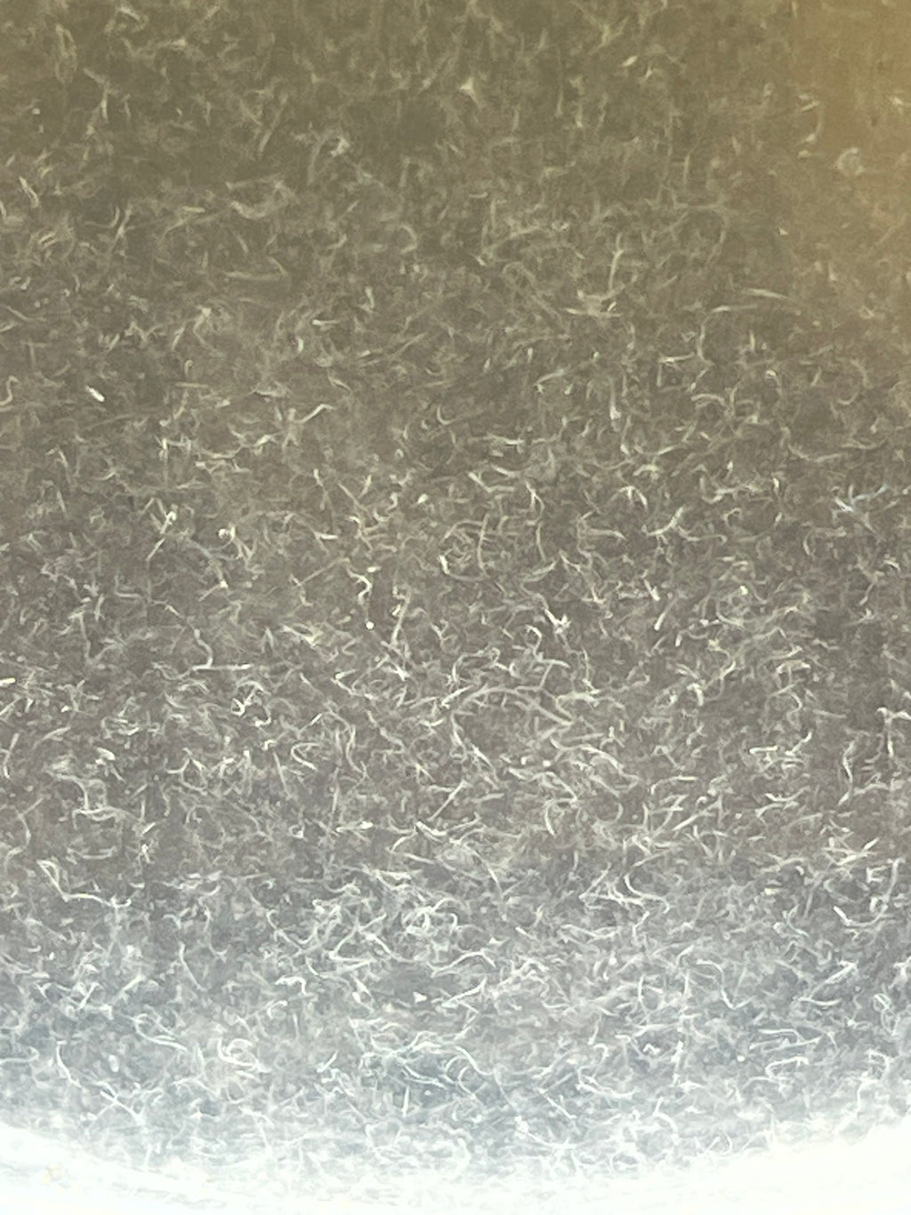 Vinegar Eel Starter Culture