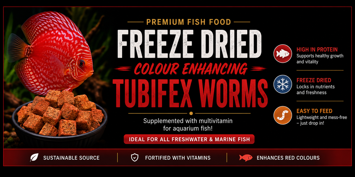 Premium Freeze Dried Tubifex Worm Cubes Red Colour Enhancing