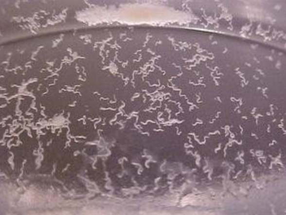 Microworm Starter Culture