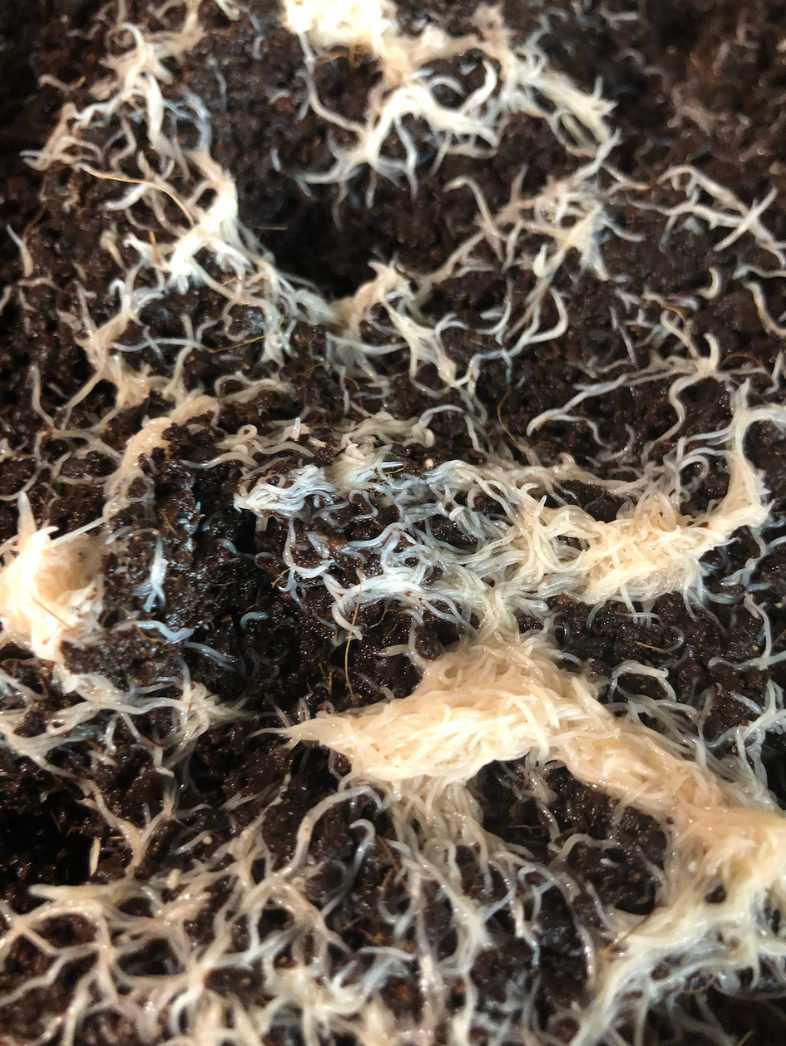 White Worm Starter Culture