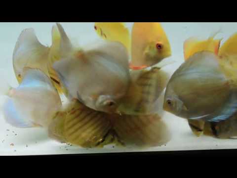 Vita Complete Fish Food - Original
